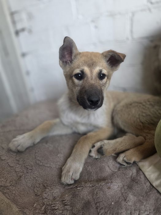 Шикарные щеночки  2 месяцев