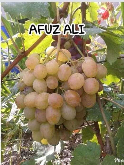 Butasi de vită de vie de anul 2 și de anul 3