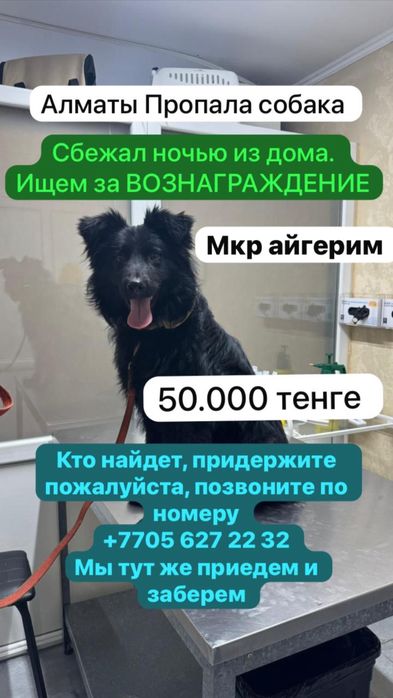 Пропала собака Алматы