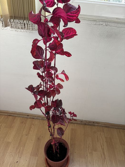 Floare ,, Frunzade sange'' inalta de 1,2 m.