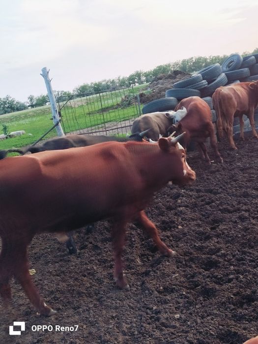 Продам молодняк 16 голов