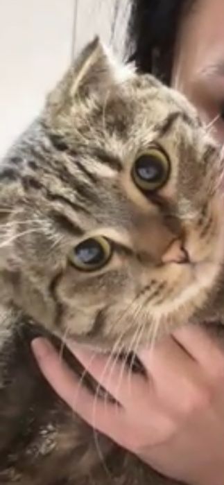 Отдам кота в добрые руки