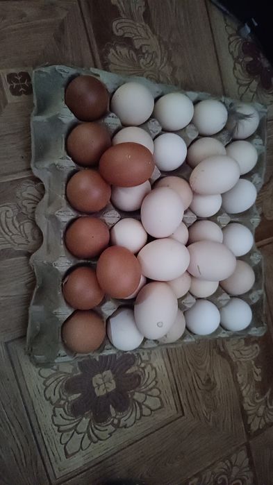 Домашние яйца      .