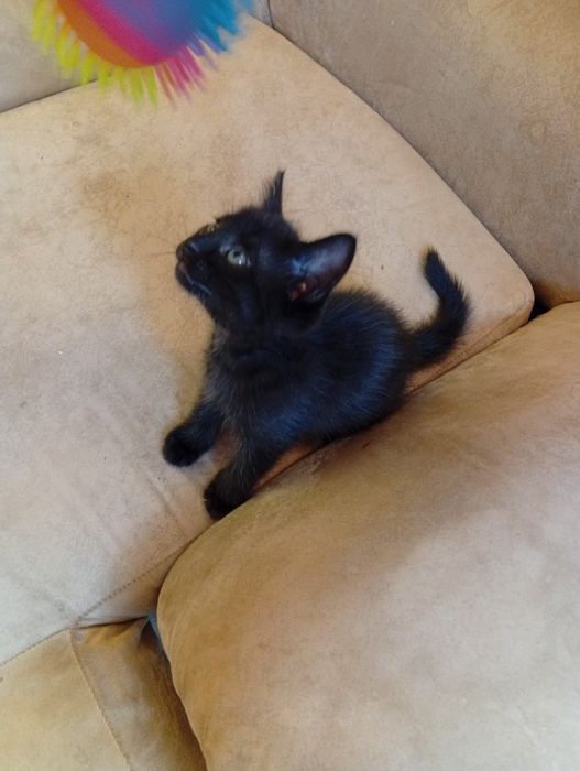Котята бесплатно
