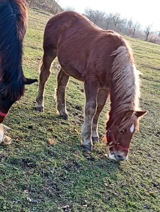 Vând s-au schimb cu oi