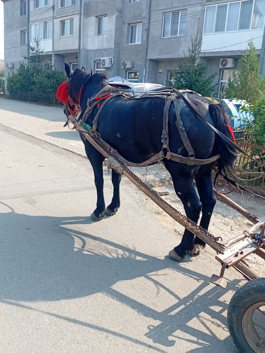 vând apă de opt ai garantată la căruță la orice probă e foarte cuminte mai multe detalii în privat