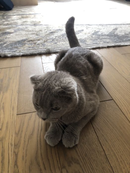 Шотланская вислоухая кошка