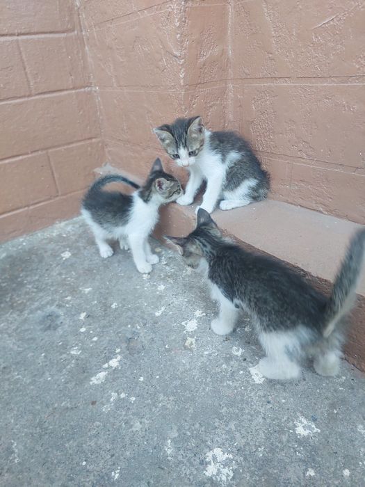 отдаю домашнего котёнка бесплатно  на хороший руки