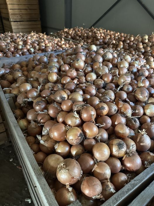 Vand cepa clibru 50+