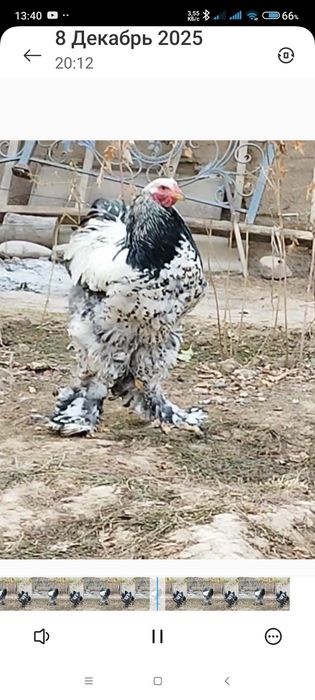 Точкали брамани тухумлари сотилади.