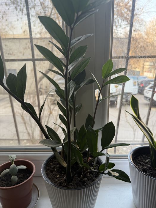 Продам комнатные цветы