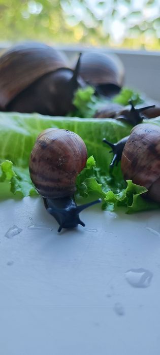 В продаже архахатина маргината Нигерия