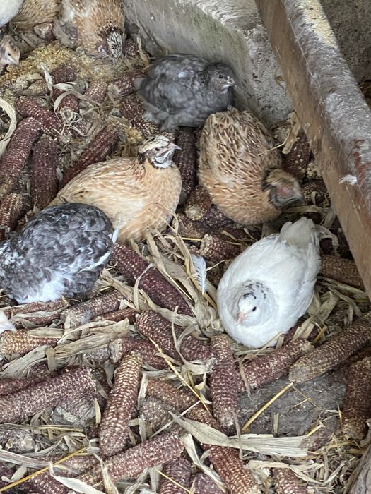 Preplite JUMBO gold/ auriu de manciuria