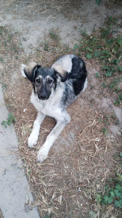 Срочно . Собака в добрые руки