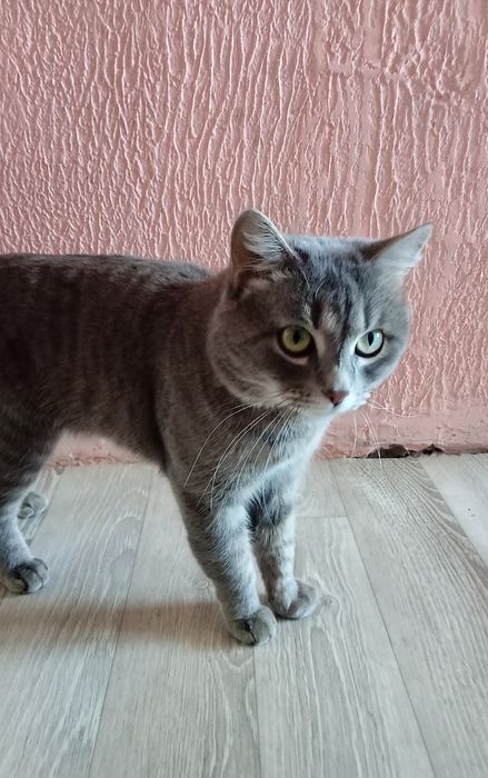 Отдам в добрые руки.