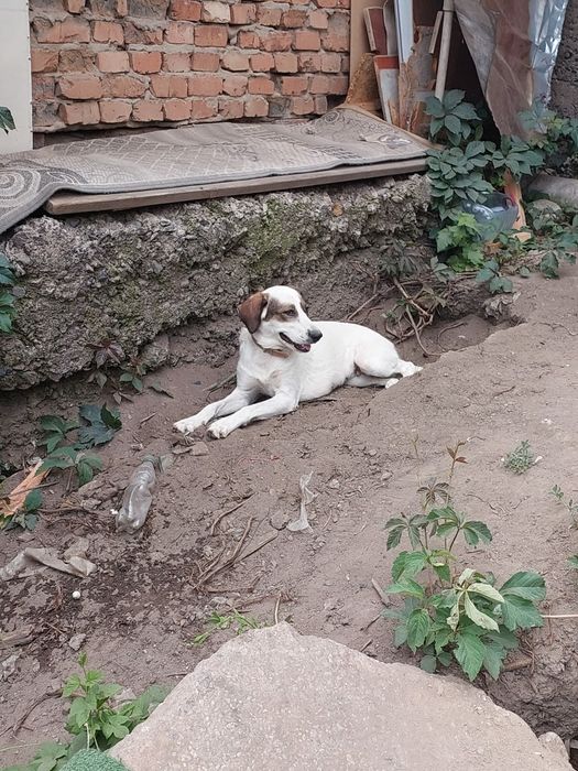 Отдам  в добрые руки