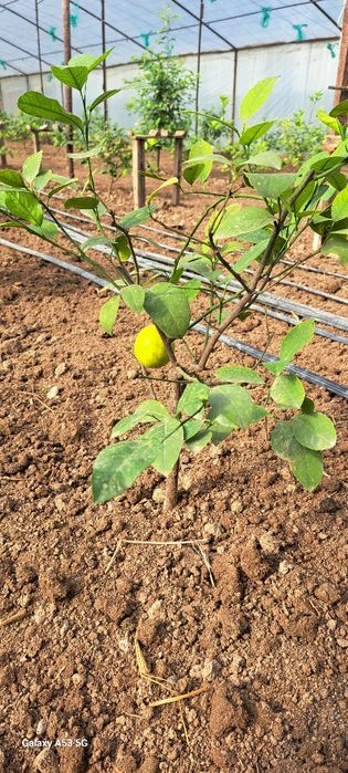 limon ko'chati miyer sorti