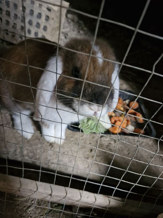 Fransuskiy baran sotiladi sames