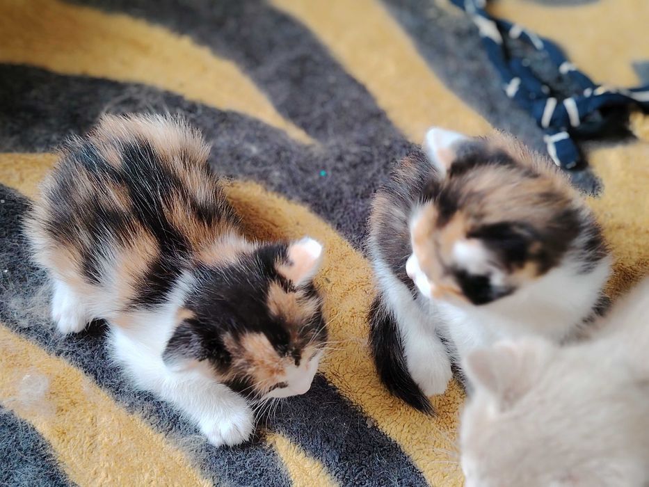 Отдам котят в добрые руки