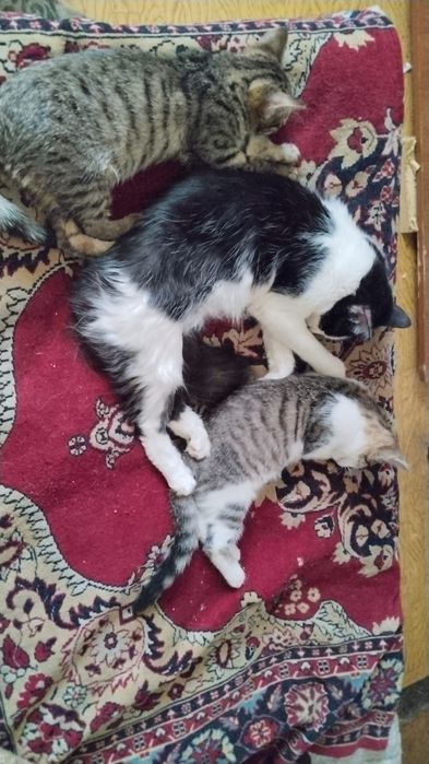 Отдам котят в хорошие руки