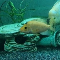 Цихлида хищная рыба