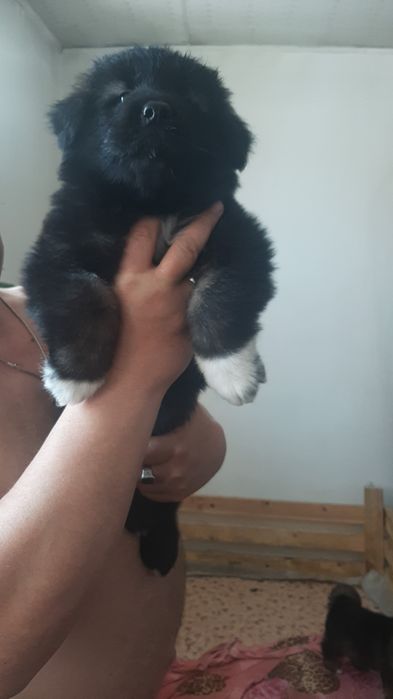 Щенки в надёжные руки