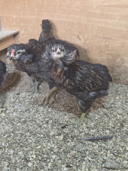 De vanzare araucana