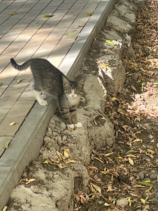 Котенок кошки кот