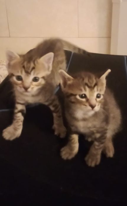 котенца от Созопол