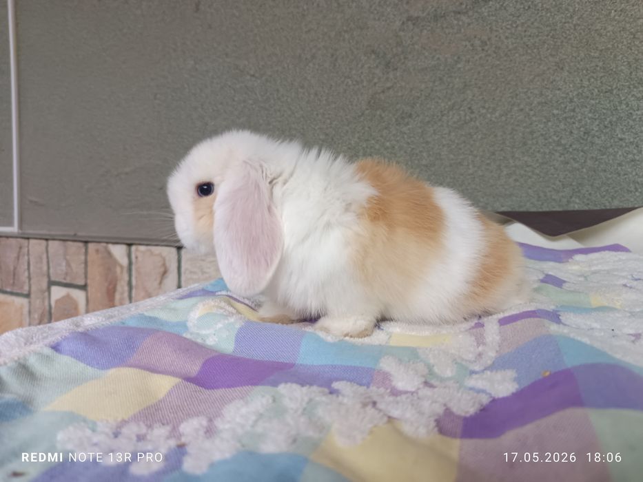 Карликовый кролик