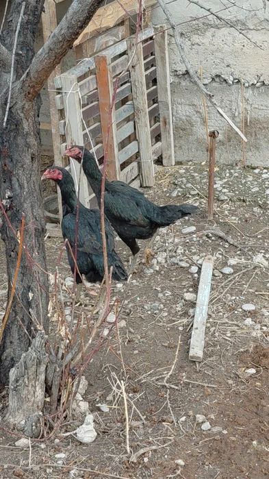 Дакан куры на продаже