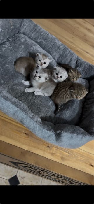 Котята мама фолд папа страйт
