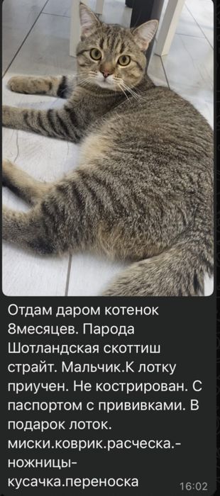 Кошка Скоттиш Страйт