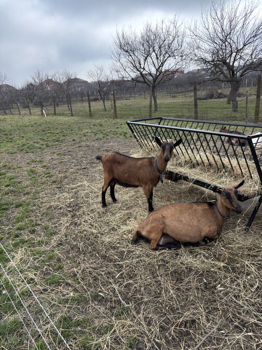 Vand 2 capre si o iada toate 3 gestante