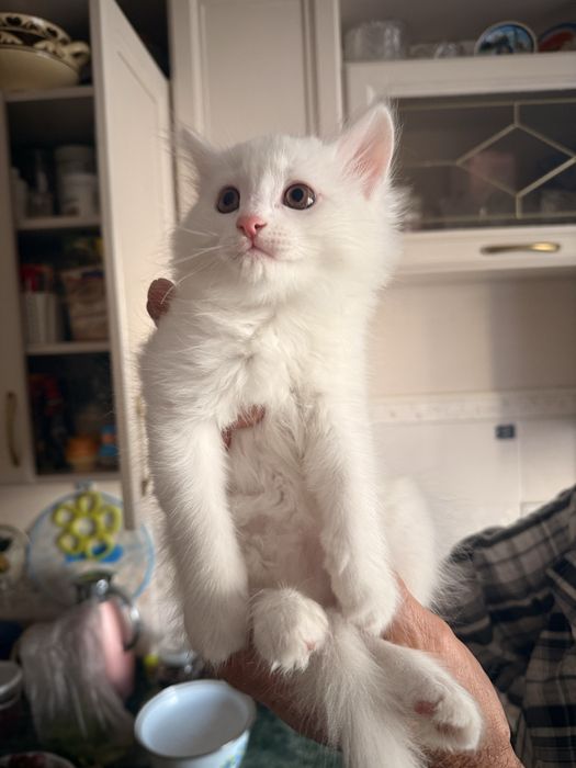 Отдаются катята в добрые руки