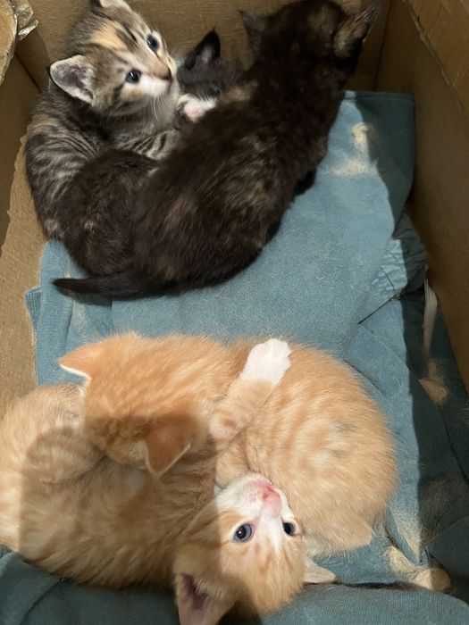 Отдам котят в добрые руки