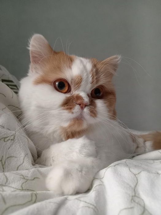 Отдам в хорошие руки кошку