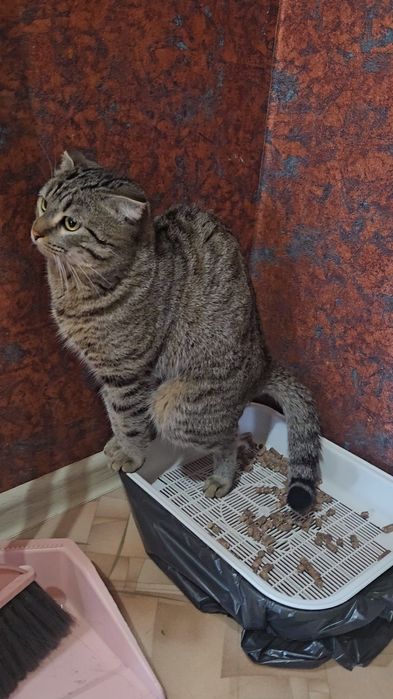 Отдам кота в добрые руки