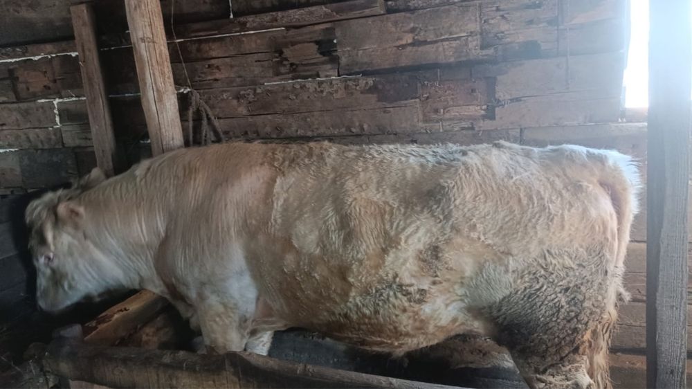 Бука 4 жасар Аулиекол