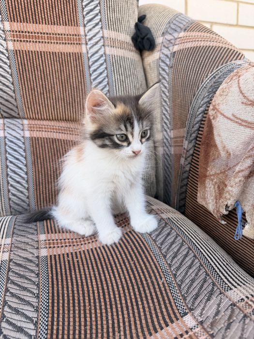 Отдам котят в добрые руки