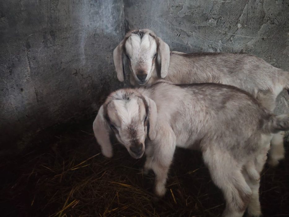 Продам козликов молочной породы