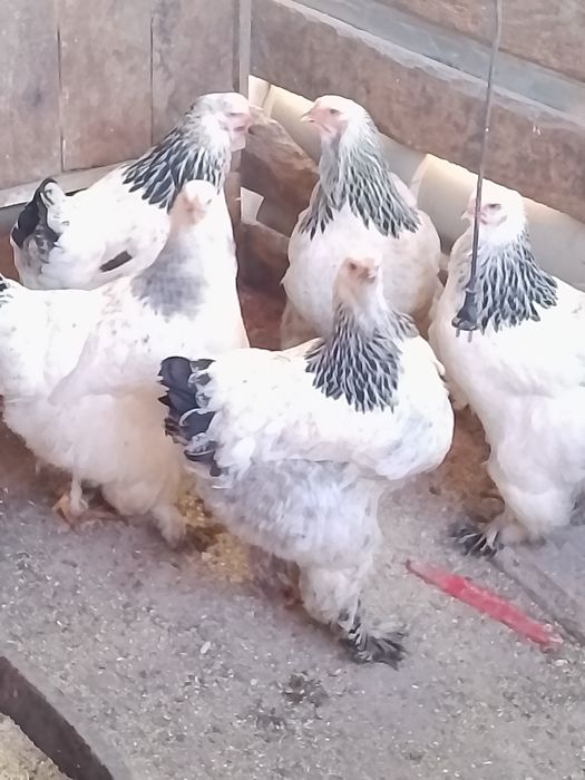 Găini,pui, ouă Brahma HD