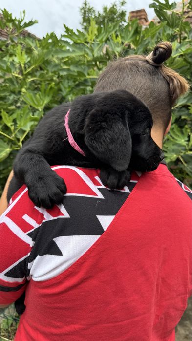 Pui Labrador Retriever