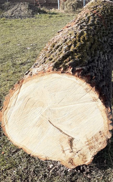 Vând bustean stejar,cires