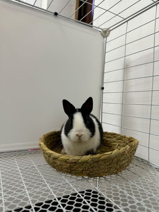 “Toza naslli Karlik Baran quyonlari – maxsus bonuslar bilan!”