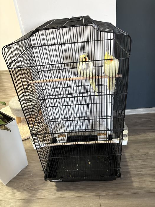 Vand nimfe pereche, cumparate de la animax