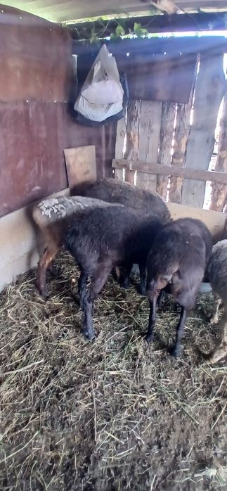 Продам баранов 7 голов