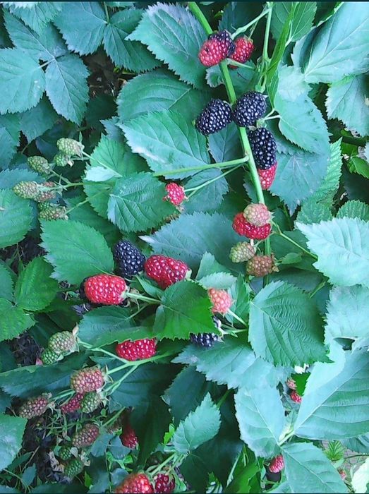 Саженцы ежевики сорт "Гигант"