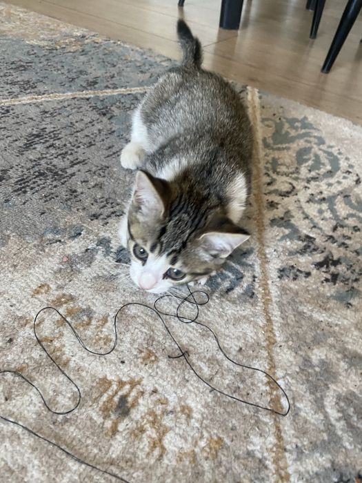 Отдам бесплатно котенка мальчик