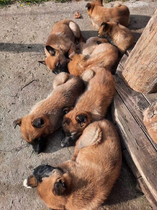Белгийска овчарка Малиноа